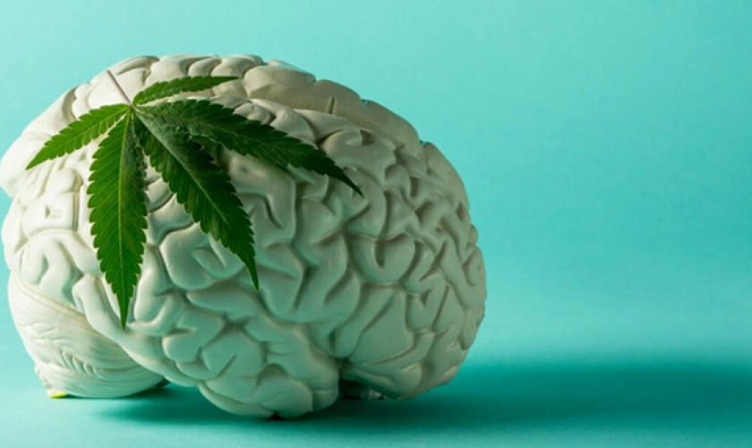 O que o canabidiol faz com o cérebro?